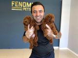 Tr Ni̇n En Güzel Toy Poodle Yavrulari Renk Renk Ankara