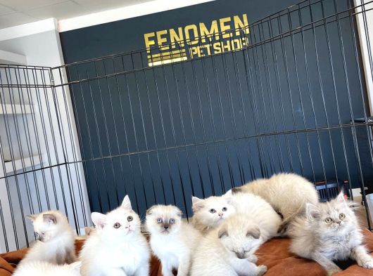 Kedi̇ci̇den Renk Renk British Shorthair Yavrulari Ankara görsel