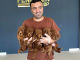 Tr Ni̇n En Güzel Toy Poodle Yavrulari Renk Renk Ankara