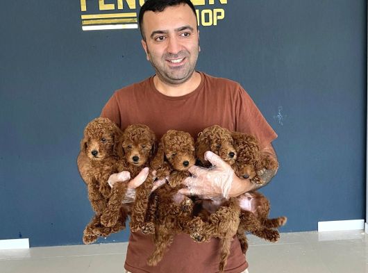 Tr Ni̇n En Güzel Toy Poodle Yavrulari Renk Renk Ankara görsel
