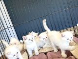 Kedi̇ci̇den Renk Renk British Shorthair Yavrulari Ankara