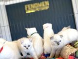 Top Kafa Scottish Fold Yavrulari Fenomen Pet Shop Ankara