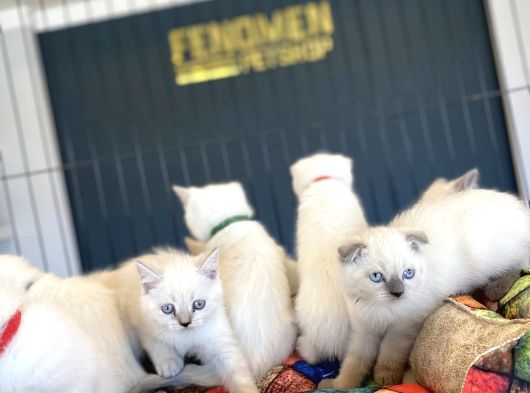 Top Kafa Scottish Fold Yavrulari Fenomen Pet Shop Ankara görsel