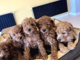 Tr Ni̇n En Güzel Toy Poodle Yavrulari Renk Renk Ankara