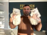 Kedi̇ci̇den Renk Renk British Shorthair Yavrulari Ankara