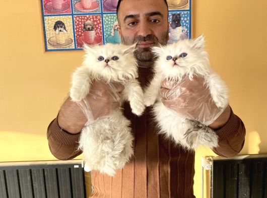 Top Kafa Scottish Fold Yavrulari Fenomen Pet Shop Ankara görsel