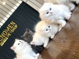 Top Kafa Scottish Fold Yavrulari Fenomen Pet Shop Ankara