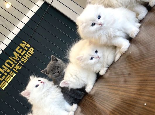 Top Kafa Scottish Fold Yavrulari Fenomen Pet Shop Ankara görsel