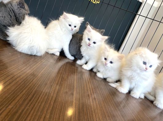 Kedi̇ci̇den Renk Renk British Shorthair Yavrulari Ankara görsel