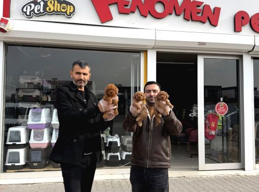 Tr Ni̇n En Güzel Toy Poodle Yavrulari Renk Renk Ankara görsel