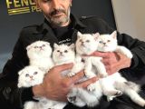 TOP KAFA SCOTTISH FOLD YAVRULARI FENOMEN PET SHOP ANKARA
