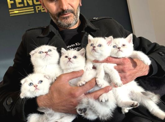 Top Kafa Scottish Fold Yavrulari Fenomen Pet Shop Ankara