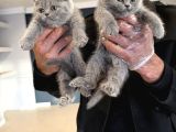 Top Kafa Scottish Fold Yavrulari Fenomen Pet Shop Ankara
