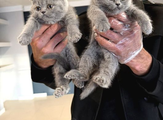 Top Kafa Scottish Fold Yavrulari Fenomen Pet Shop Ankara görsel