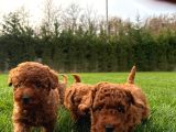 Red Brown Toy Poodle Yavruları İstanbul