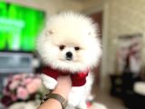 TAM AYICIK POMERANİAN BOO