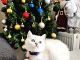 British Shorthair Silver Point Yavrular