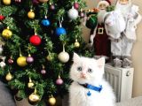 Birbirinden Sevimli British Shorthair Yavrular