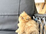İran Persian