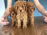 Tr Ni̇n En Güzel Toy Poodle Yavrulari Renk Renk Ankara