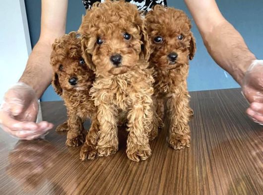 Tr Ni̇n En Güzel Toy Poodle Yavrulari Renk Renk Ankara görsel