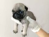 Irk Ve Sağlik Garanti̇  Pug Mops Ylarimiz
