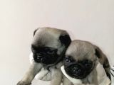 IRK VE SAĞLIK GARANTİ  PUG MOPS YLARIMIZ