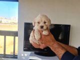 Teslime Hazır Tuvalet Eğitimli Minyatür Minnaklarım