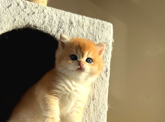 Başarılı Kan Hatlı Straight Erkek görsel