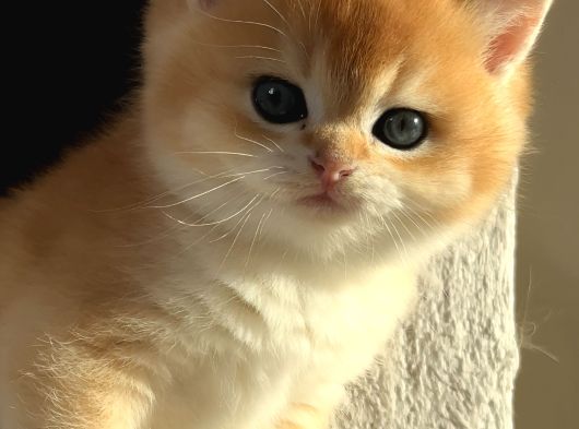 Başarılı Kan Hatlı Straight Erkek görsel
