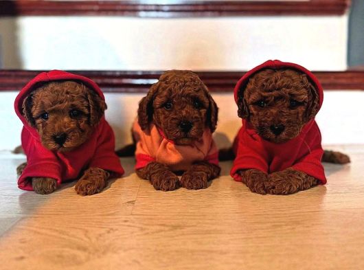 Evinize Huzur Katacak Toypoodle Yavrularımız Sizleri Bekliyr