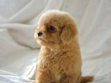 Mükemmel Malti̇poo Bebekler