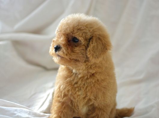 Mükemmel Malti̇poo Bebekler görsel