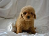 Mükemmel Malti̇poo Bebekler