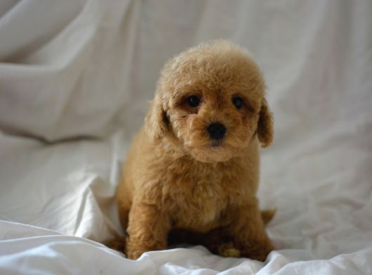 Mükemmel Malti̇poo Bebekler görsel