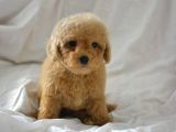 Mükemmel Malti̇poo Bebekler