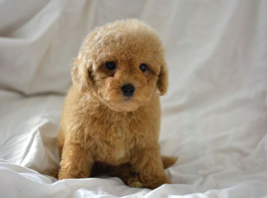 Mükemmel Malti̇poo Bebekler görsel