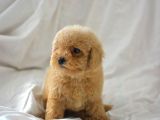 Mükemmel Malti̇poo Bebekler