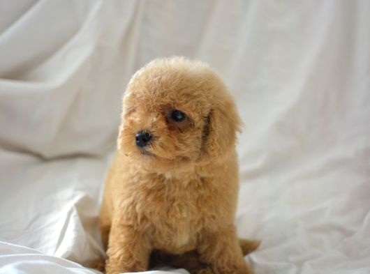 Mükemmel Malti̇poo Bebekler görsel