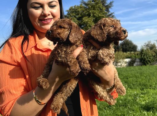 Toy Poodle Yavrularım görsel