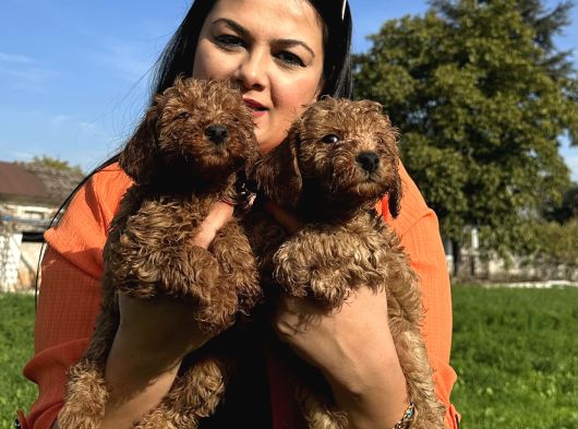 Toy Poodle Yavrularım görsel