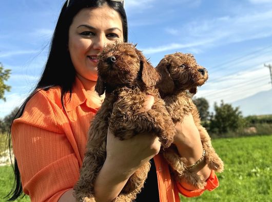 Toy Poodle Yavrularım görsel