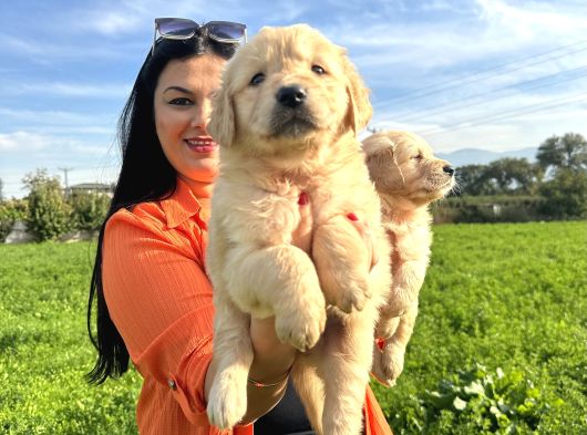 Baby Face Golden Retriever Yavrularım görsel