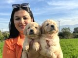 Baby face golden retriever yavrularım