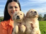 Baby Face Golden Retriever Yavrularım
