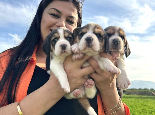 Elizabeth Beagle Yavrularım görsel