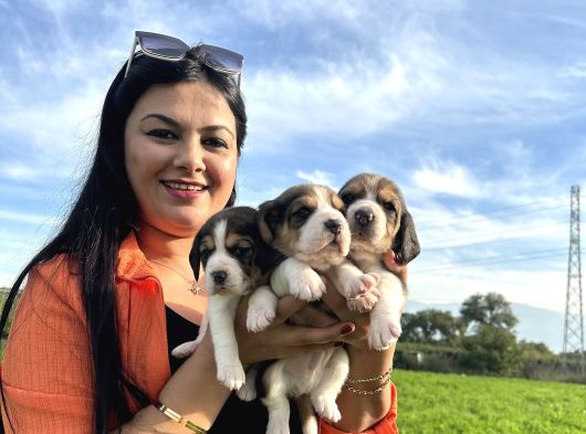 Elizabeth Beagle Yavrularım görsel