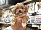 Maltipoo ırkının en güzel yavruları için arayabilirsiniz