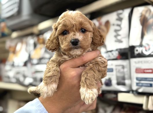 Maltipoo Bebeklerimiz Mini Boy Kg Garantili görsel