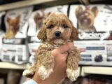 Maltipoo Yavrularımız Tüy Dökmez Koku Yapmaz